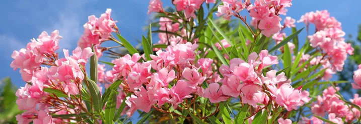 Blühender Oleander vor blauem Himmel